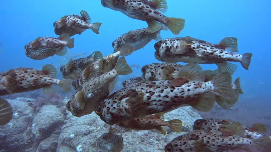 Santa Maria: Guided Snorkeling and Reef Tour - How difficult is the snorkeling?