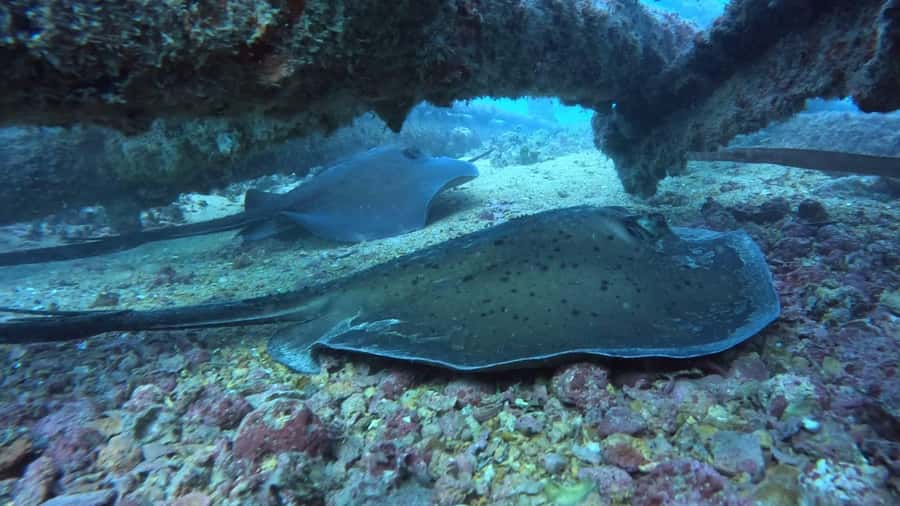 Santa Maria: Guided Snorkeling and Reef Tour - Safety and guide support in the water