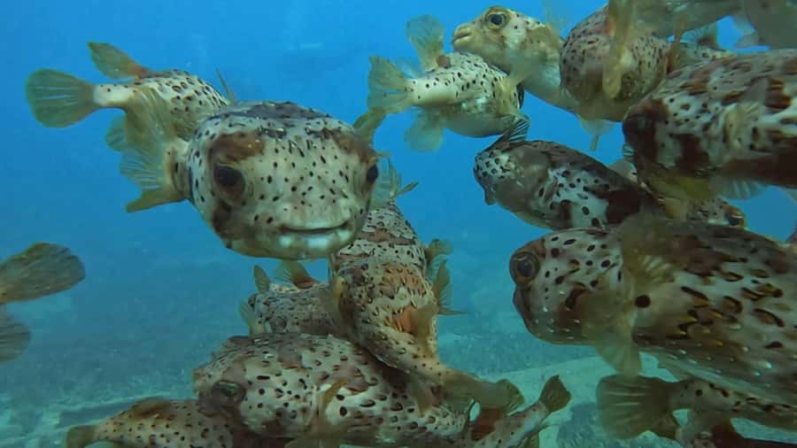 Santa Maria: Guided Snorkeling and Reef Tour - What the $44 price really buys you