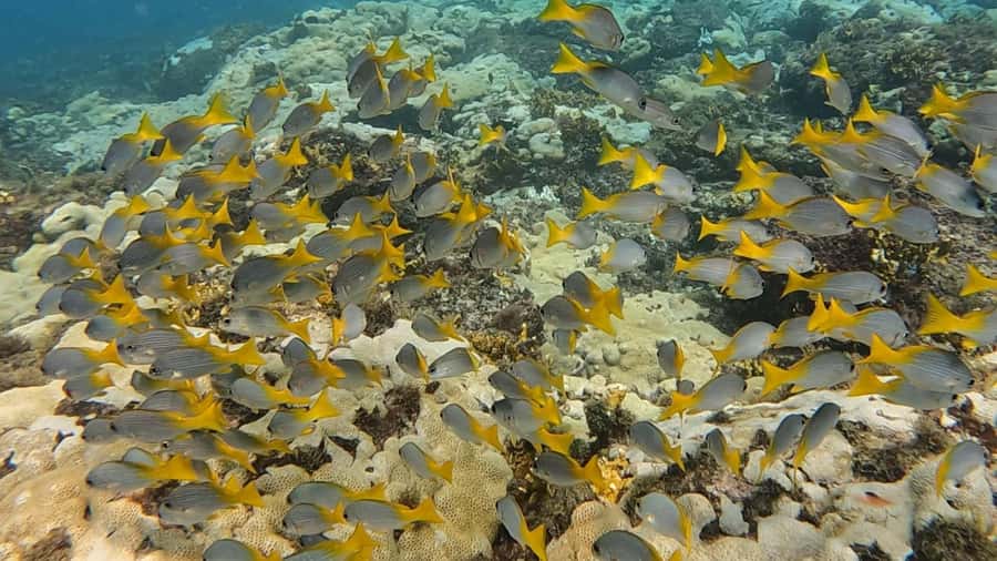 Santa Maria: Guided Snorkeling and Reef Tour - Who should book this Santa Maria reef tour?
