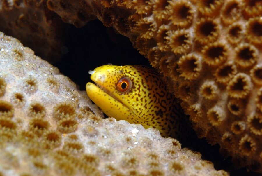 Santa Maria: Half-Day Diving Trip in Sal with Pickup - Key points for your Sal scuba morning