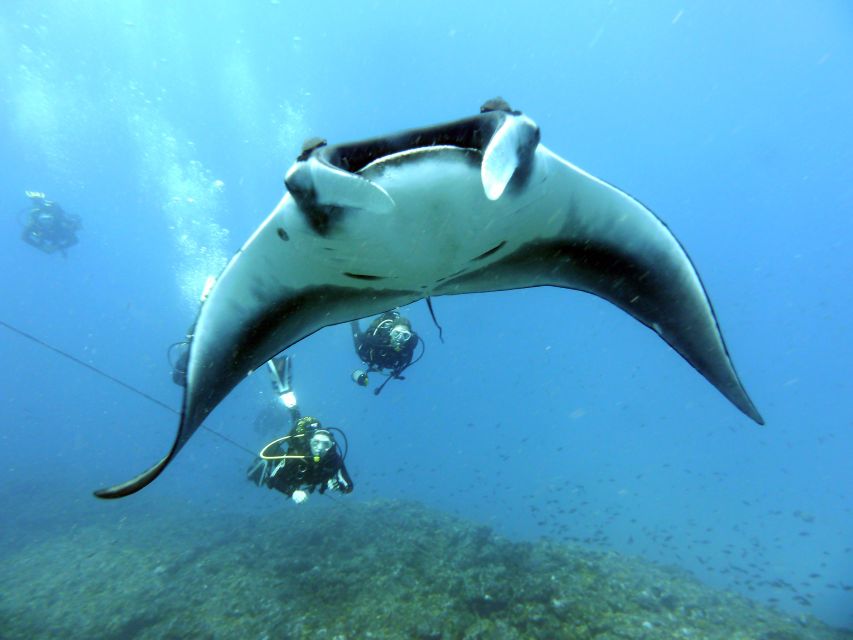 Santa Maria: Half-Day Diving Trip in Sal with Pickup - Who will enjoy this most