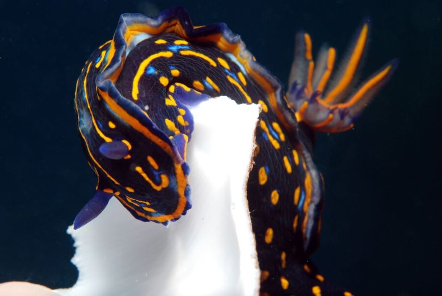 Santa Maria: Half-Day Diving Trip in Sal with Pickup - The first descent, from 18 to 35 meters