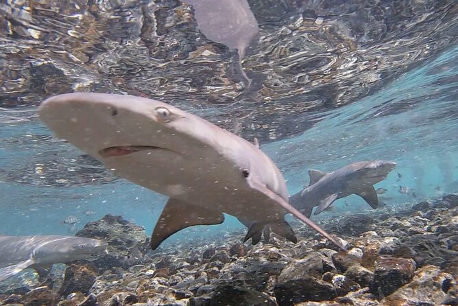 Santa Maria, Sal: All inclusive Salt Lake, Blue Eye and Shark Bay - Murdeira Bay and Lion Mountain