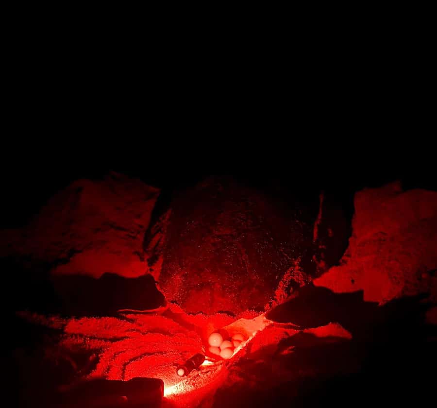 Santa Maria: Sal Island Sea Turtle Watching Experience - Key points before you book