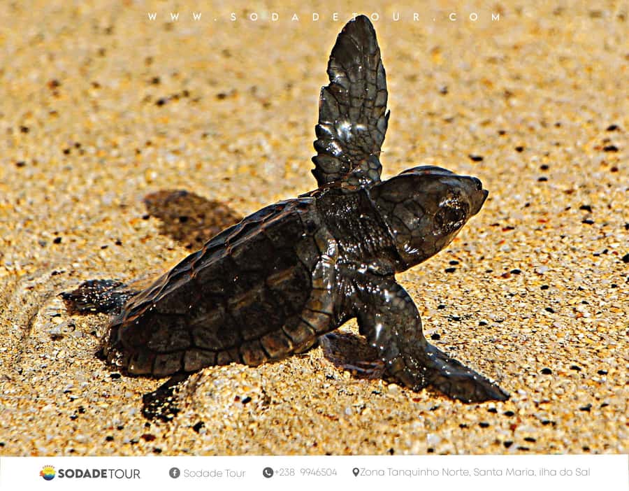 Santa Maria: Sal Island Sea Turtle Watching Experience - Why Sal is important for nesting turtles
