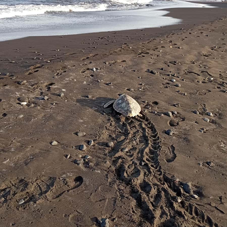 Santa Maria: Sal Island Sea Turtle Watching Experience - Santa Maria orientation and the route to Kite Beach