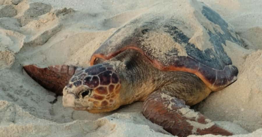 Santa Maria: Sal Island Sea Turtle Watching Experience - From Santa Maria hotels to a quiet beach