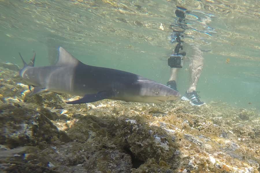 Santa Maria: Salt Mine, Natural Pool, and Shark Bay Tour - Miragem, where the desert seems to shimmer