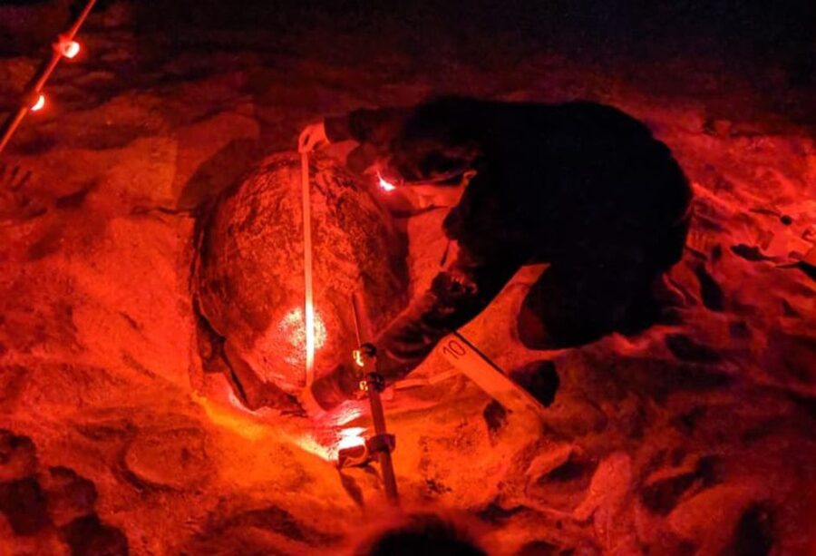 Santa Maria: Sea Turtle Watching Experience on Sal Island - Key points before you book