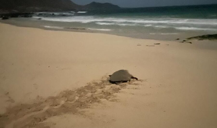 Santa Maria: Sea Turtle Watching Experience on Sal Island - Who should book this Sal Island outing?
