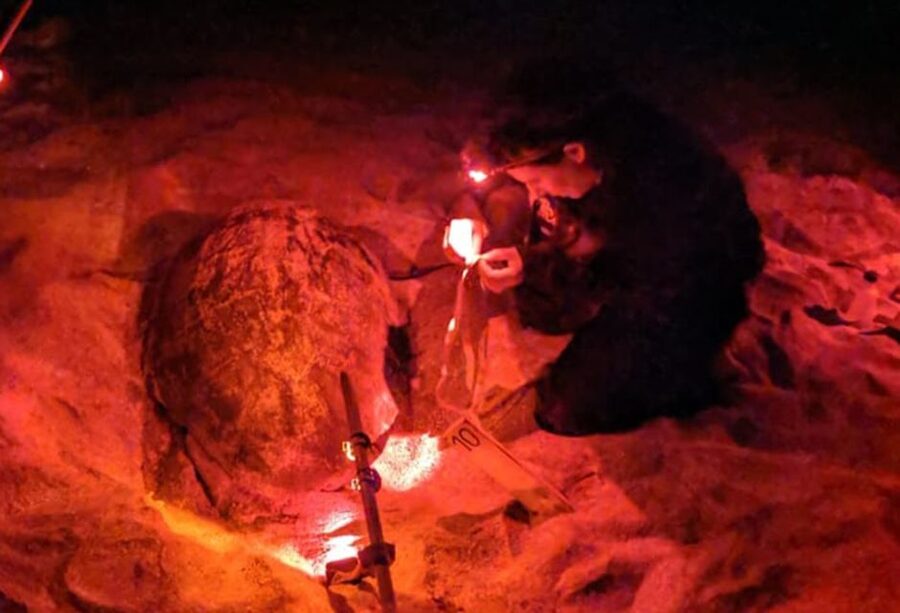 Santa Maria: Sea Turtle Watching Experience on Sal Island - Why sea turtle nesting matters on Sal