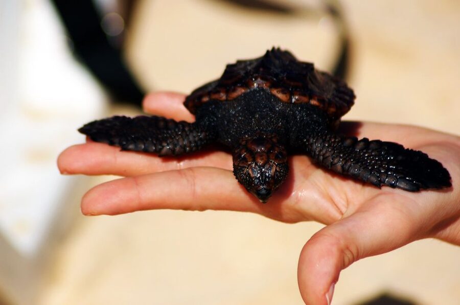 Santa Maria: Sea Turtle Watching Experience on Sal Island - Waiting in the dark is part of the experience