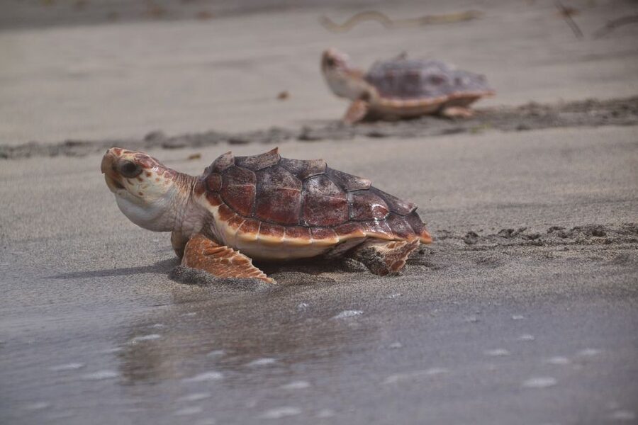 Santa Maria: Sea Turtle Watching Experience on Sal Island - Seeing a turtle approach the nesting area