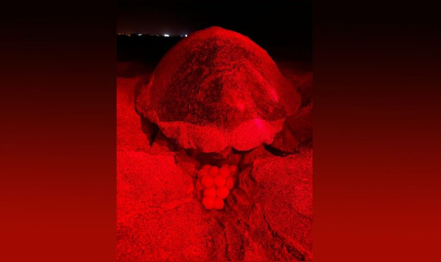 Santa Maria: Sea Turtle Watching Experience on Sal Island - From Santa Maria to a deserted beach