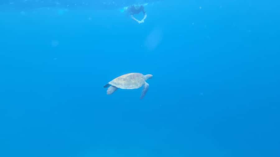 Santa Maria: Snorkeling Boat Tour - Leaving Santa Maria from the pier