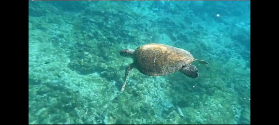 Santa Maria: Snorkeling Boat Tour - The underwater Christ statue