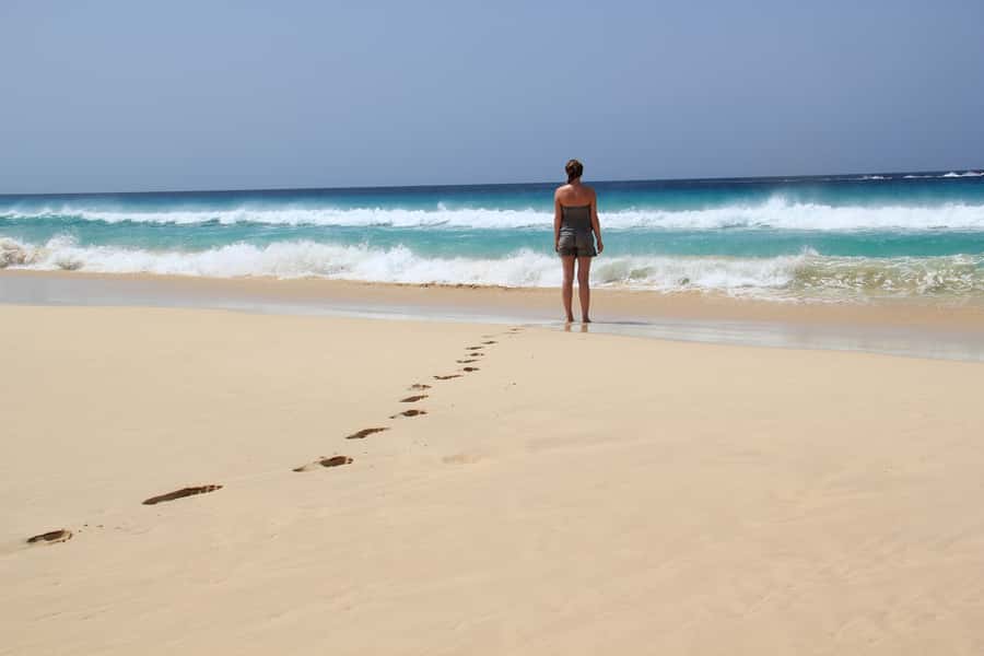 Santa Monica Beach Tour - Turtle Bay and Shark Bay: wildlife with no guarantees