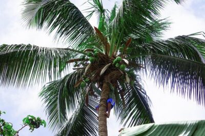 Santiago Island: Banana Plantation, Natural Park & Workshop with a local family