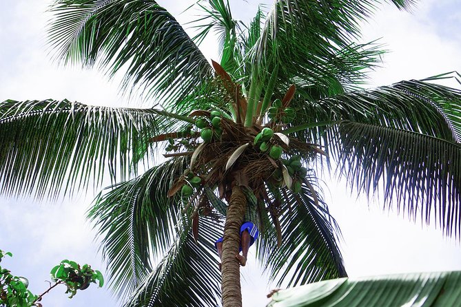 Santiago Island: Banana Plantation, Natural Park & Workshop with a local family - Walking through Cape Verde’s largest banana and coconut plantation