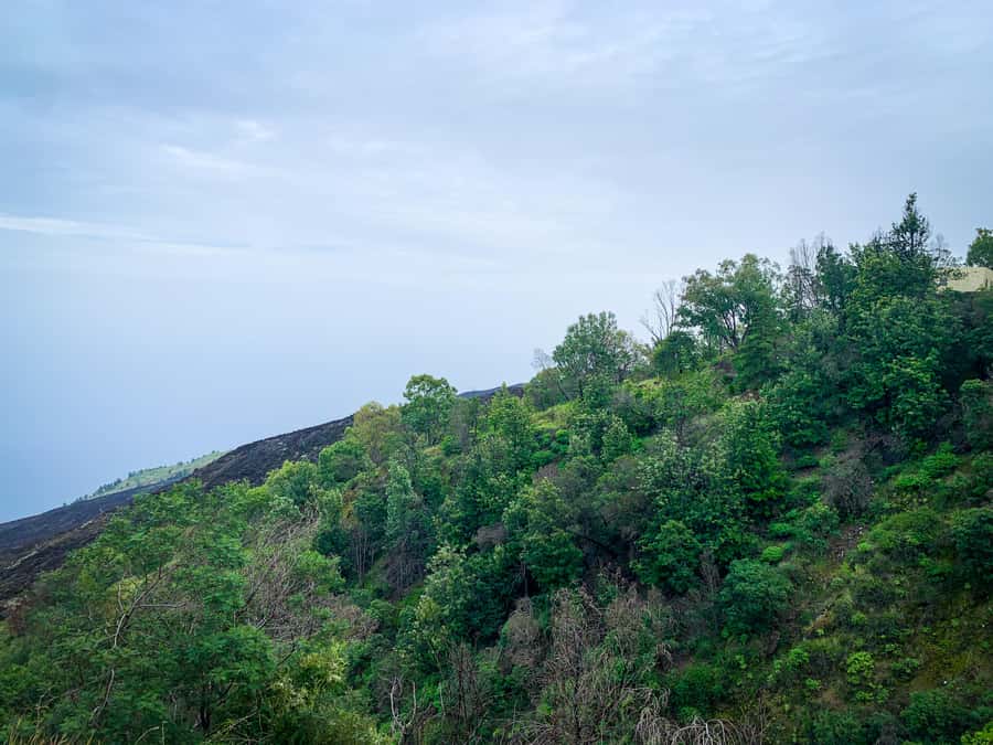 Sao Filipe: Coffee Plantation and Natural Pools Day Trip - Key points before you book