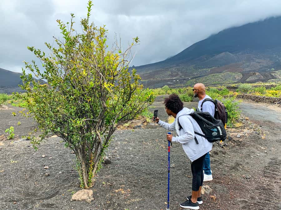 São Filipe: Fogo Volcano with Wine and Cheese Tasting - Lunch in an unusual volcanic setting