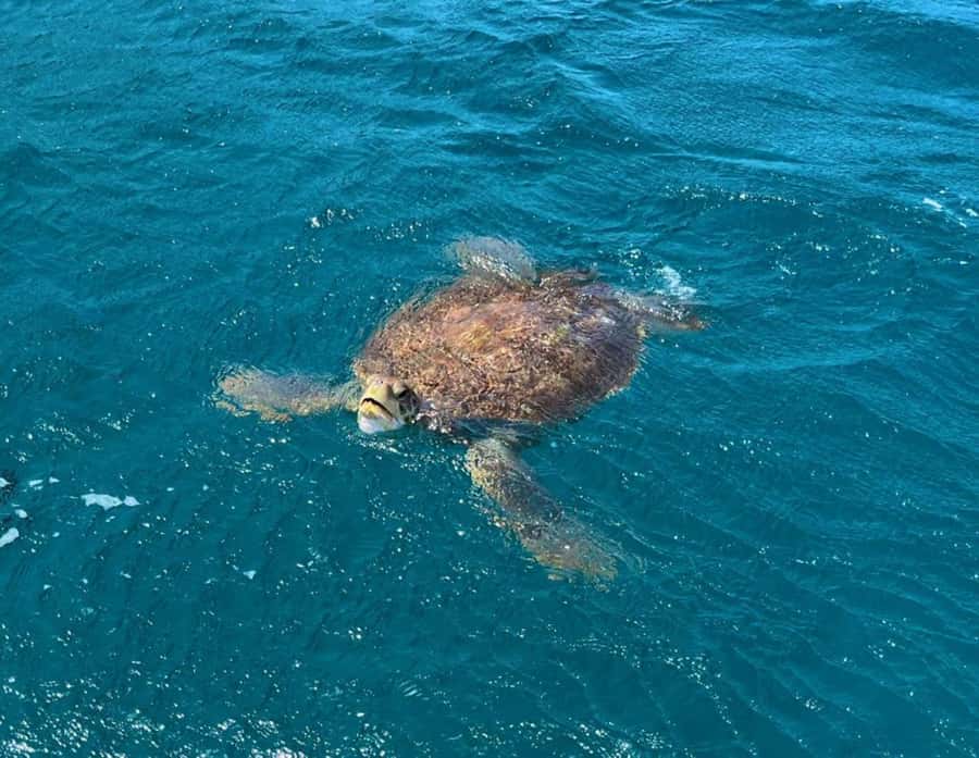 São Vicente: Snorkel with Sea Turtles Adventure - Key points to know before you book