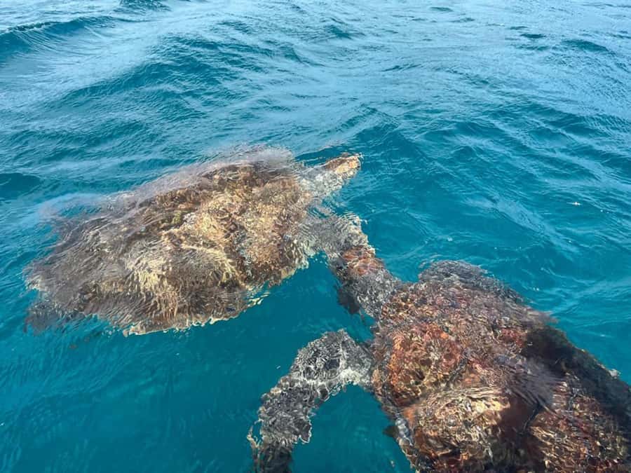 São Vicente: Snorkel with Sea Turtles Adventure - The short boat ride to the turtle bay
