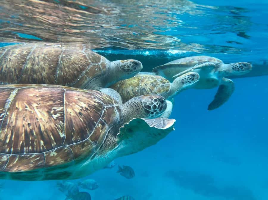 São Vicente: Snorkel with Sea Turtles Adventure - Getting ready for the water