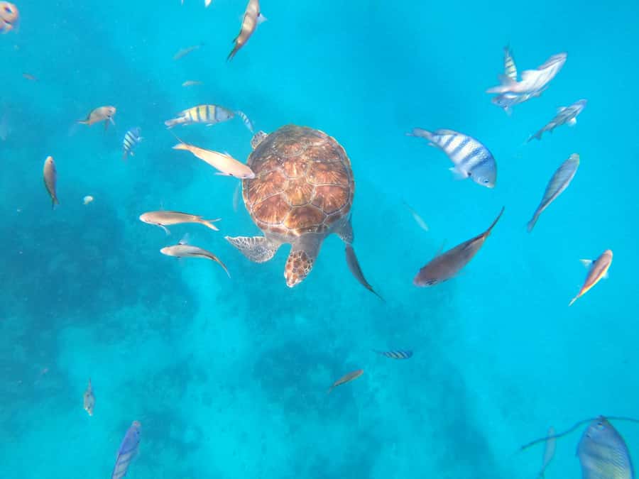 São Vicente: Snorkeling with Turtles Breathtaking Experience - Key points at a glance