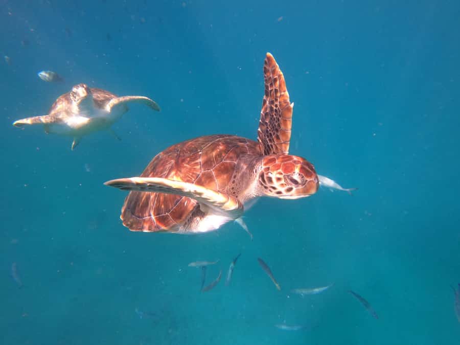 São Vicente: Snorkeling with Turtles Breathtaking Experience - Why the turtle encounter feels different