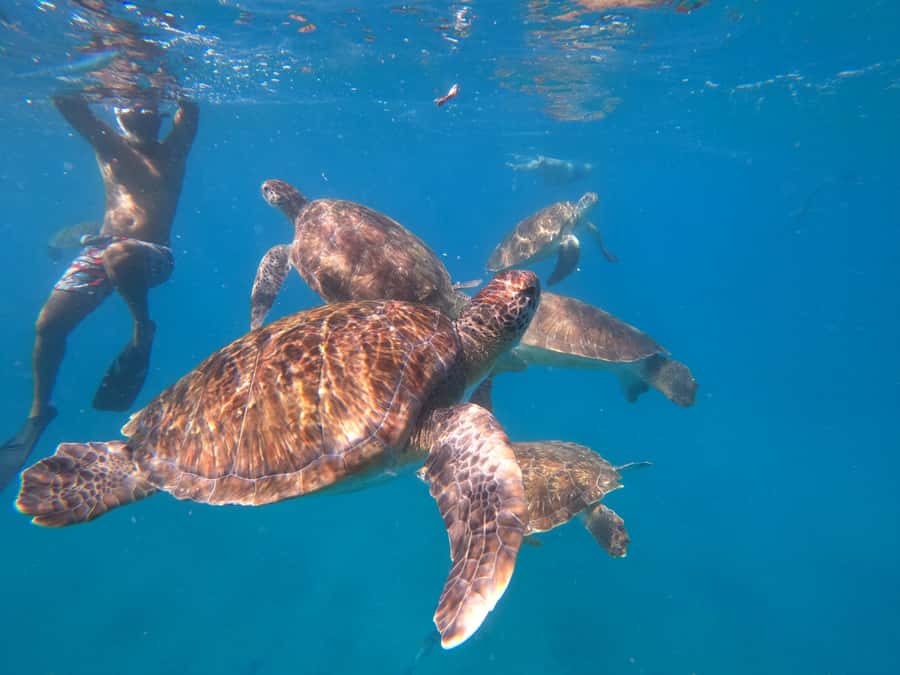 São Vicente: Snorkeling with Turtles Breathtaking Experience - The fishermen’s boat and the short trip offshore