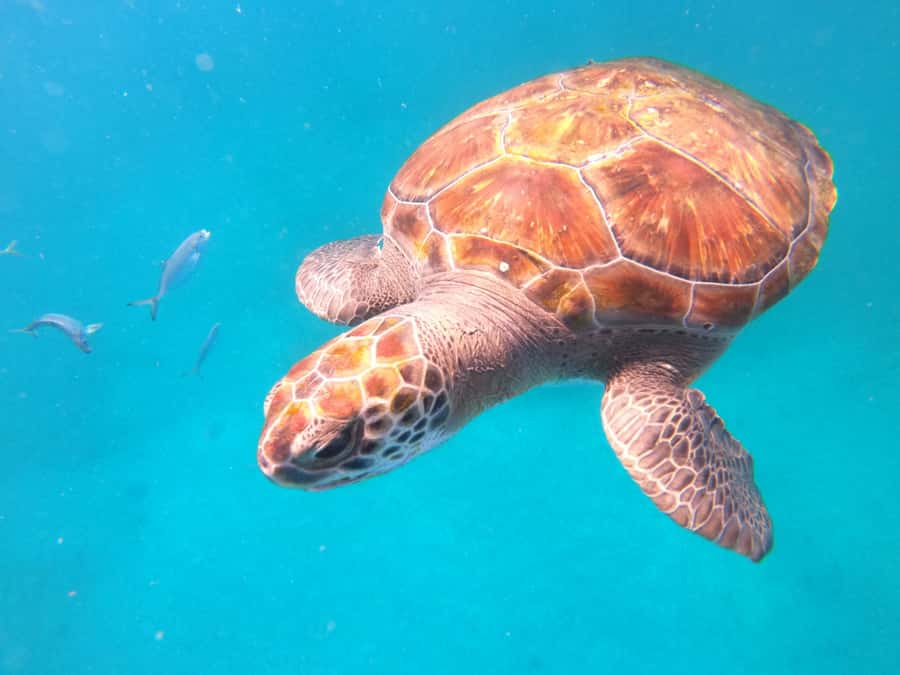 São Vicente: Snorkeling with Turtles Breathtaking Experience - What the local connection adds to the price