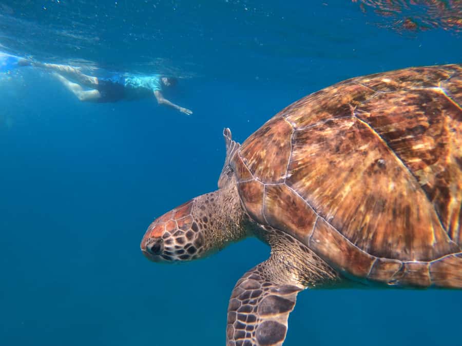 São Vicente: Snorkeling with Turtles Breathtaking Experience - Value at $88 per person
