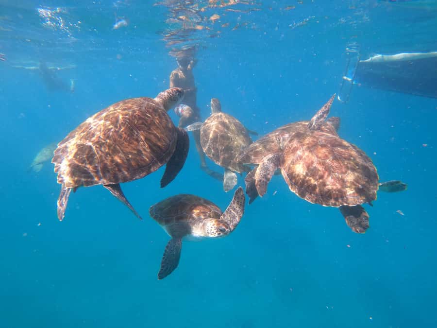 São Vicente: Snorkeling with Turtles Breathtaking Experience - How to prepare for a better outing