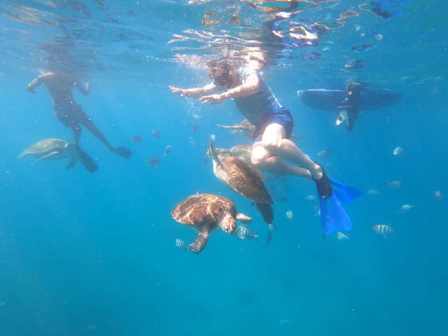 São Vicente: Snorkeling with Turtles Breathtaking Experience - From your accommodation to São Pedro
