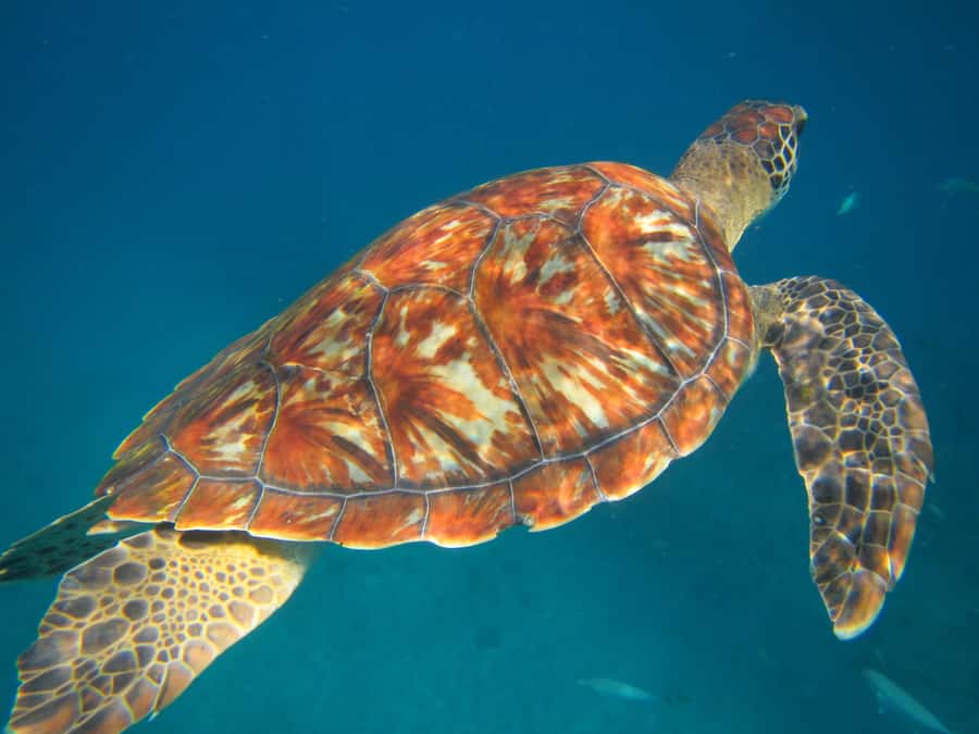 São Vicente: Swimming and Snorkeling Tour with Sea Turtles - Key things to know before you book