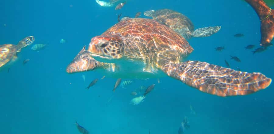 São Vicente: Swimming and Snorkeling Tour with Sea Turtles - Why São Pedro is the setting for this turtle encounter