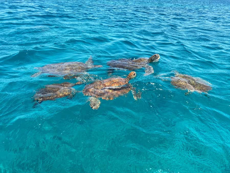 São Vicente: Swimming and Snorkeling Tour with Sea Turtles - Boarding a local fishermen’s boat