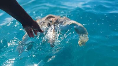 Swimming and Snorkeling Tour with Sea Turtles
