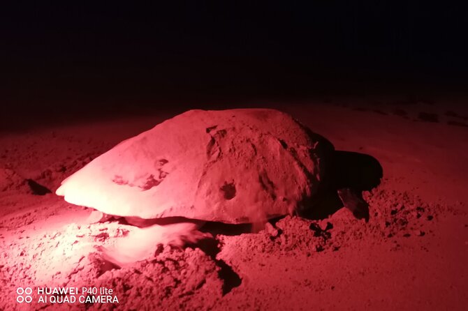 Sea Turtle Nesting Observation on Sal Island - Key points about this Sal Island turtle tour