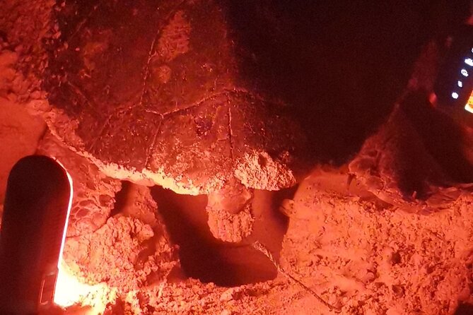 Sea Turtle Nesting Observation on Sal Island - Why turtle nesting is Sal’s best night outing