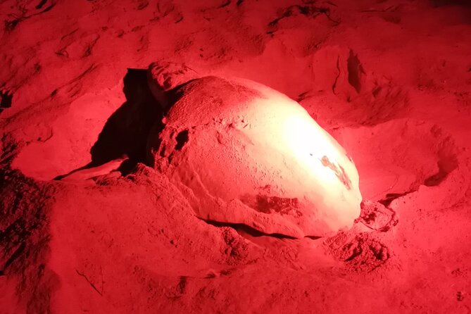 Sea Turtle Nesting Observation on Sal Island - Late season, hatchlings, and what you may see