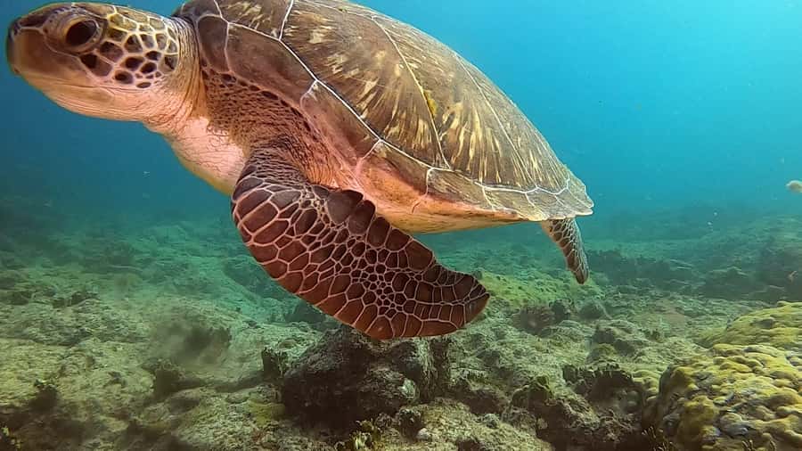 Short Snorkeling Trip - Key points to know before booking