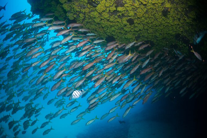 Snorkeling Experience in Santa Maria Bay by boat - How Hard Is the Swimming?