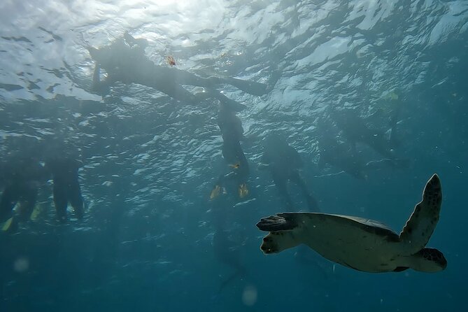 Snorkeling Experience in Santa Maria Bay by boat - Choosing the Afternoon Start