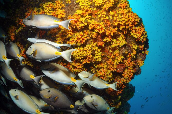 Snorkeling Experience in Santa Maria Bay by boat - Preparing the Mask, Fins, and Snorkel