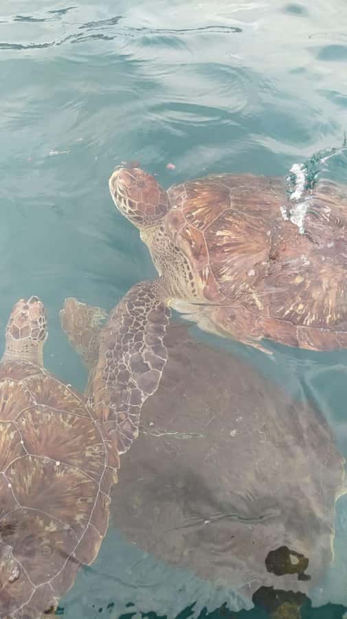 Snorkeling with Turtles - The São Pedro boat ride and guided visit