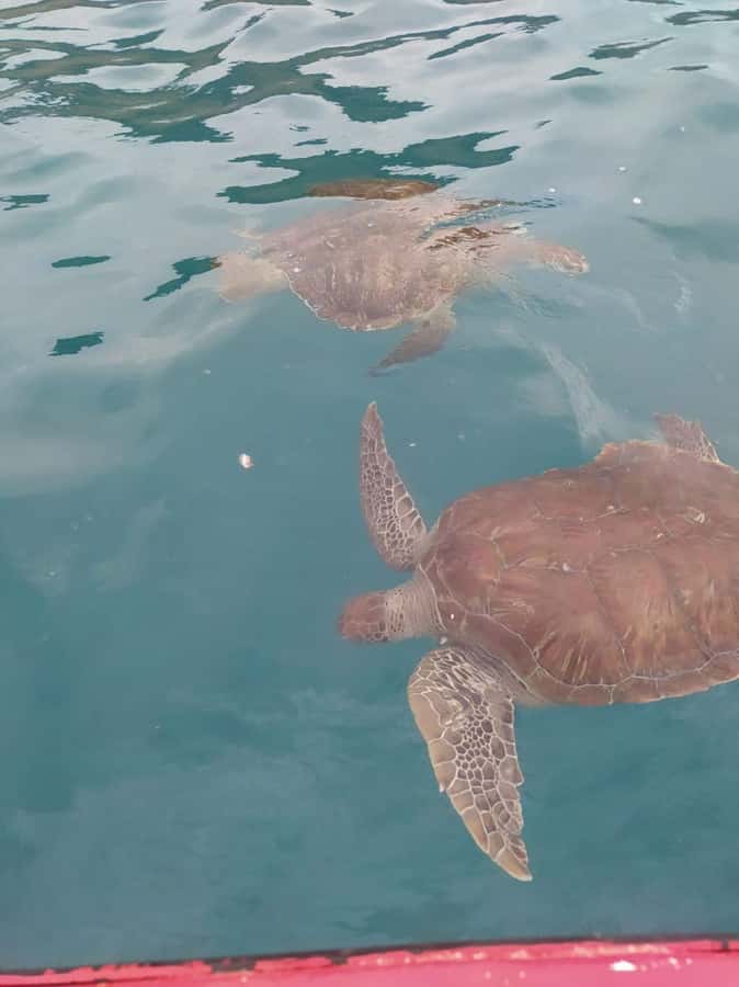 Snorkeling with Turtles - How the 150-minute schedule works