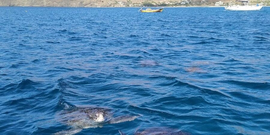 Snorkeling with turtles at Sao Pedro's Beach - Key points before you book